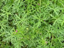 Attēlu rezultāti vaicājumam “Geranium dissectum leaf”
