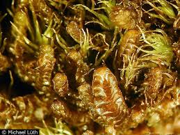 Attēlu rezultāti vaicājumam “Barbilophozia kunzeana”