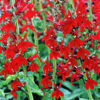 Image result for Männertreu