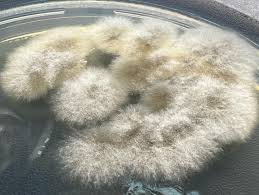 Attēlu rezultāti vaicājumam “Comatricha fragilis spores”