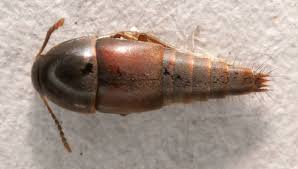 Attēlu rezultāti vaicājumam “Sepedophilus sp.”