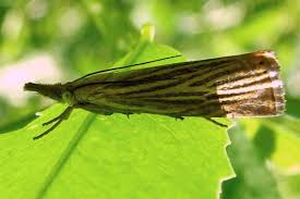 Attēlu rezultāti vaicājumam “Chrysoteuchia culmella”