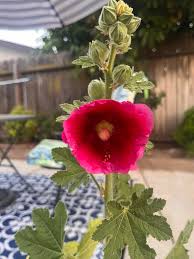 Attēlu rezultāti vaicājumam “Alcea rosea leaf”