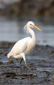 Attēlu rezultāti vaicājumam “Egretta alba adult”