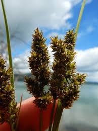 Attēlu rezultāti vaicājumam “Carex vulpina”