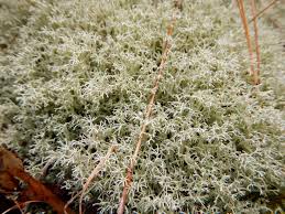 Attēlu rezultāti vaicājumam “Cladonia mitis”