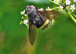 Attēlu rezultāti vaicājumam “Tachinidae”