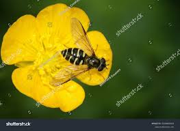 Attēlu rezultāti vaicājumam “Dasysyrphus tricinctus”