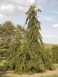 Attēlu rezultāti vaicājumam “Picea abies”