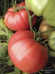 Afbeeldingsresultaat voor prudence purple tomato