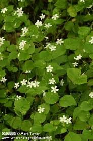 Attēlu rezultāti vaicājumam “Claytonia sibirica flower”