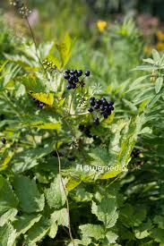 Attēlu rezultāti vaicājumam “Actaea spicata fruit”