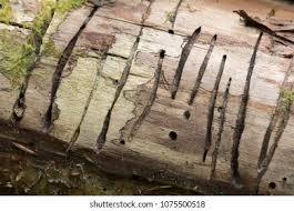 Attēlu rezultāti vaicājumam “Hylecoetus dermestoides male”