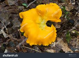 Attēlu rezultāti vaicājumam “Polyporus varius”