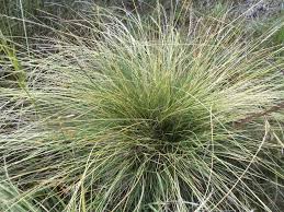 Attēlu rezultāti vaicājumam “Nardus stricta”