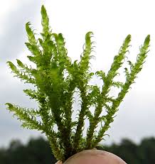 Attēlu rezultāti vaicājumam “Palustriella falcata”