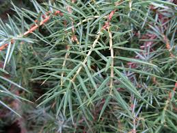 Attēlu rezultāti vaicājumam “Juniperus communis leaf”