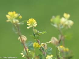 Attēlu rezultāti vaicājumam “Trifolium dubium fruit”