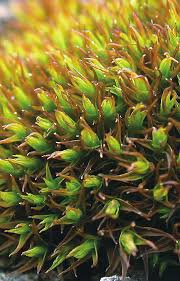 Attēlu rezultāti vaicājumam “Didymodon rigidulus”