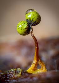 Attēlu rezultāti vaicājumam “Metatrichia floriformis stalked”