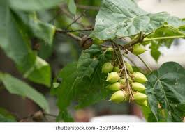 Attēlu rezultāti vaicājumam “Tilia tomentosa fruit”