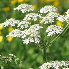 Image result for Kerbel