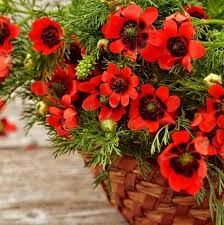 Image result for Adonis aestivalis