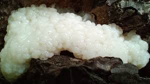 Attēlu rezultāti vaicājumam “Stemonaria irregularis”