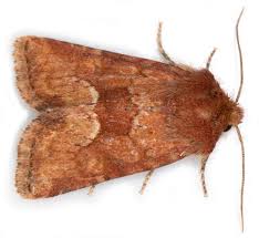 Attēlu rezultāti vaicājumam “Oligia sp.”