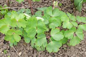 Attēlu rezultāti vaicājumam “Aquilegia vulgaris leaf”