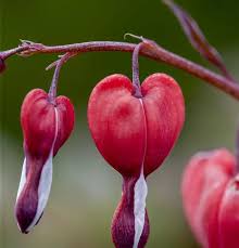 Image result for tränendes Herz