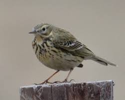 Attēlu rezultāti vaicājumam “Motacillidae”