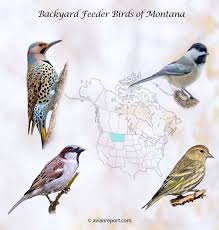 Image result for Poecile montana