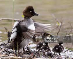 Attēlu rezultāti vaicājumam “Bucephala clangula female”