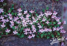 Attēlu rezultāti vaicājumam “Cymbalaria muralis flower”