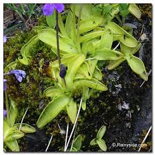 Attēlu rezultāti vaicājumam “Pinguicula vulgaris leaf”
