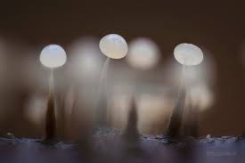 Attēlu rezultāti vaicājumam “Physarum virescens plasmodium”