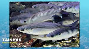 Image result for Chelon saliens