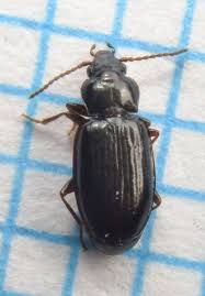 Attēlu rezultāti vaicājumam “Tachyta nana”