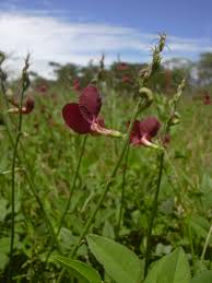 Attēlu rezultāti vaicājumam “Enteridium liceoides macro”