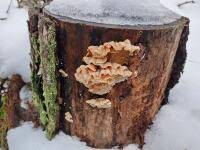 Attēlu rezultāti vaicājumam “Skeletocutis amorpha”