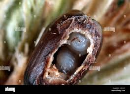 Attēlu rezultāti vaicājumam “Andricus quercuscorticis”