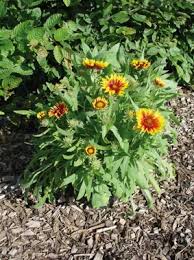 Image result for Gaillardia `Kobold`