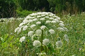 Attēlu rezultāti vaicājumam “Heracleum sosnowskyi leaf”