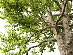 Attēlu rezultāti vaicājumam “Ulmus laevis”