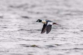 Attēlu rezultāti vaicājumam “Bucephala clangula juvenile”