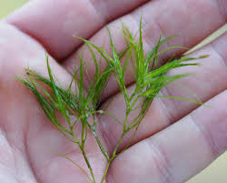 Attēlu rezultāti vaicājumam “Najas minor”