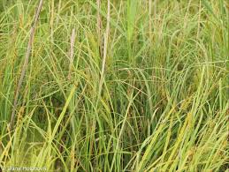 Attēlu rezultāti vaicājumam “Carex rostrata”