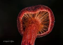 Attēlu rezultāti vaicājumam “Cortinarius sanguineus”