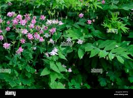 Image result for Aquilegia vulgaris `Nora Barlow`